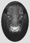 (image for) No Bull